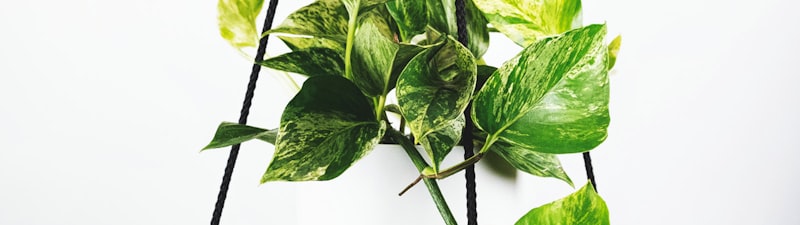 显示欧冠决赛历史夺冠次数统计的柱状图与当前夺冠赔率对比的图表